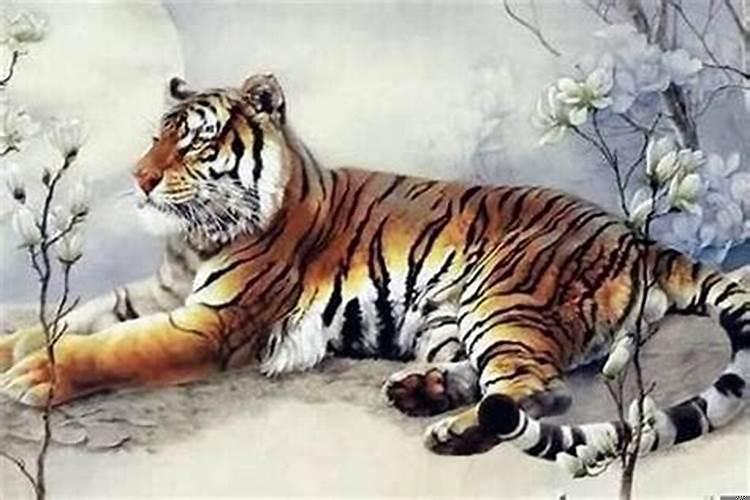 属虎人生个虎宝宝好吗