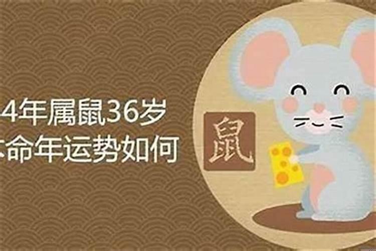 今年属鼠人面临的问题