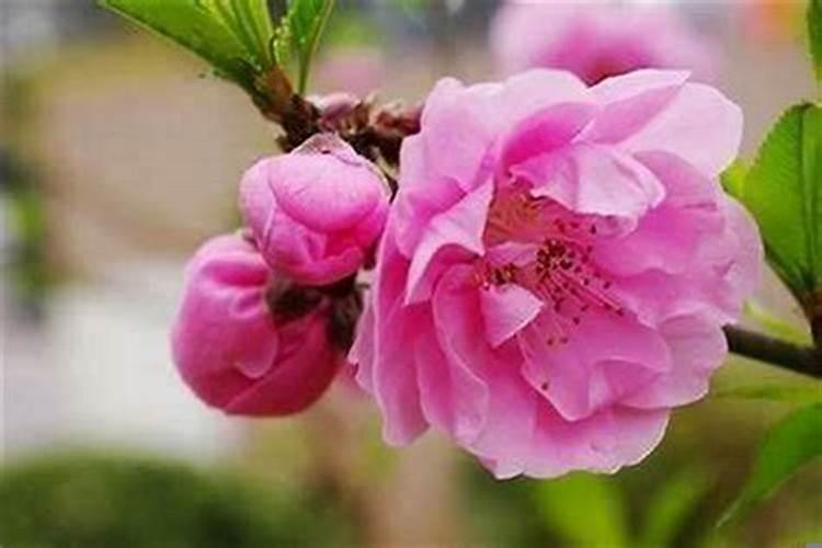 男人桃花运旺是什么意思？男人怎么看桃花运
