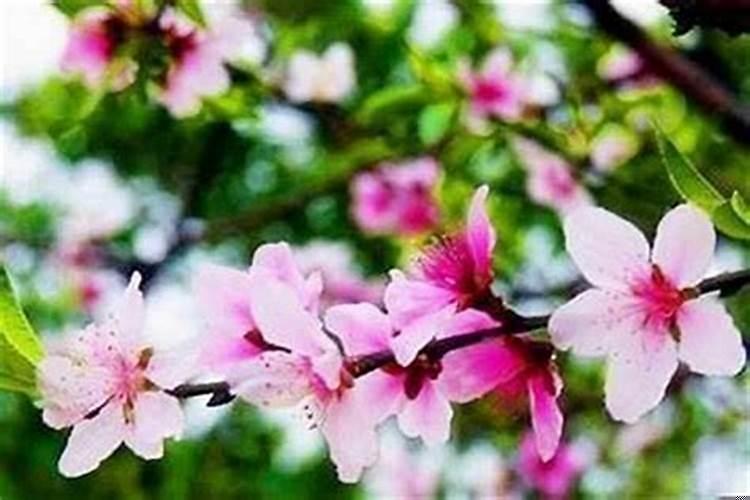 男人桃花运旺是什么意思？男人怎么看桃花运