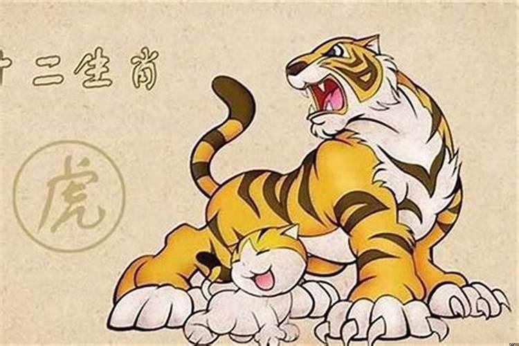 属虎人好事将近，属虎的女人今年运气好不好