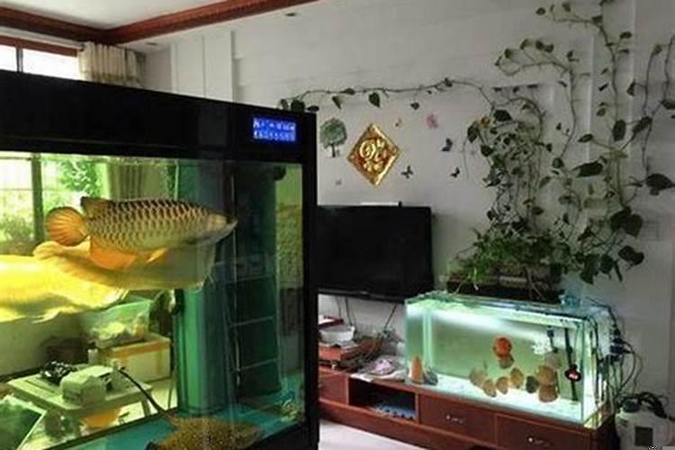 家中养鱼的风水禁忌有哪些