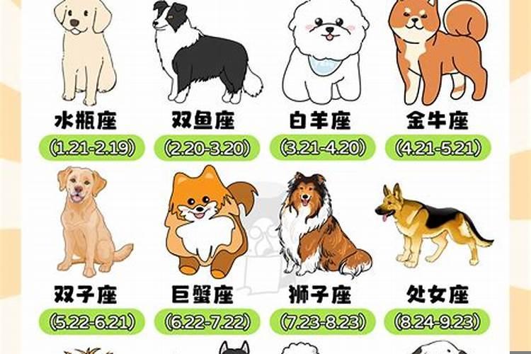 12星座代表什么狗狗