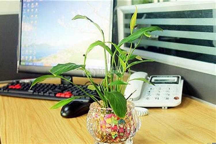 风水学办公桌上放什么植物