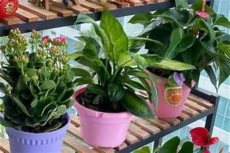 在家种什么花可以旺财转运气