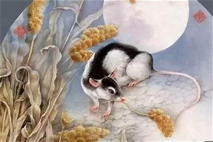 属鼠同属狗相配好不好