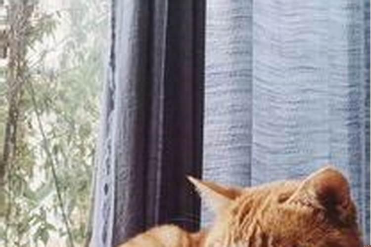 自从家里养猫，财运一直不佳