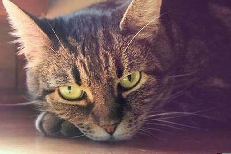 自从家里养猫，财运一直不佳
