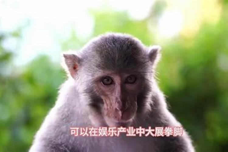生肖猴怎么样