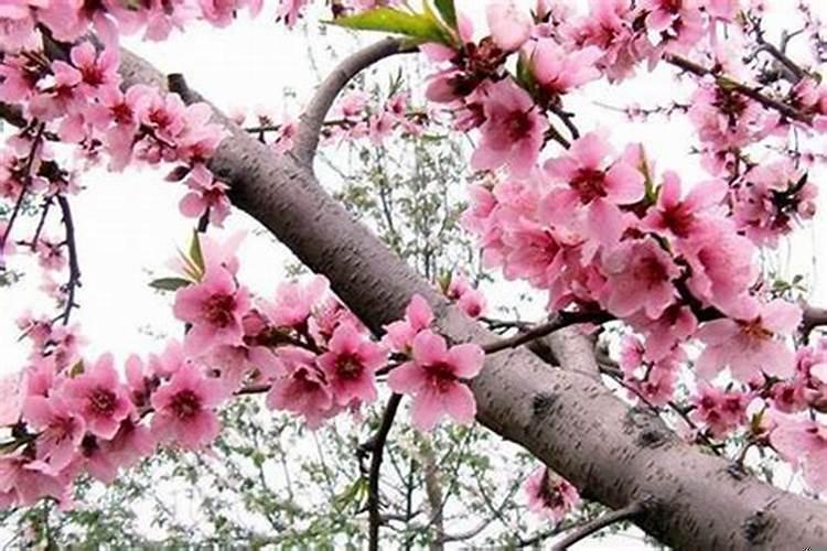 简单催桃花