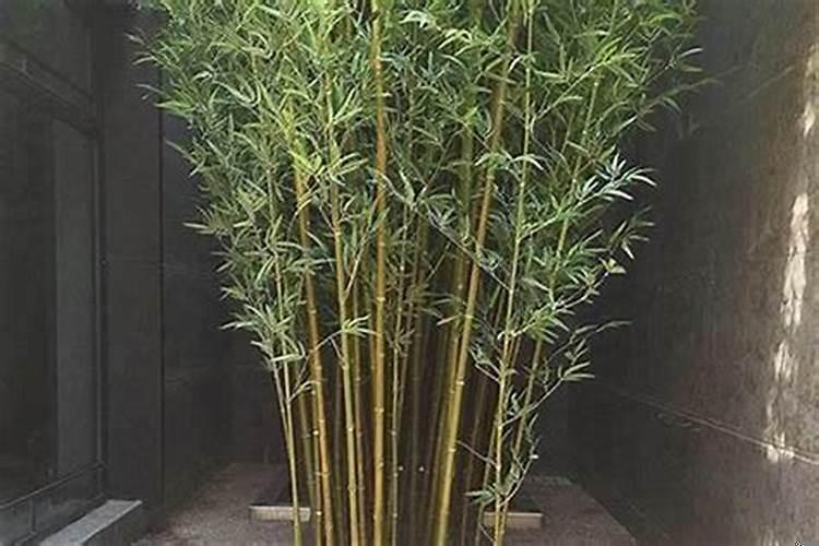 坟前竹林好吗