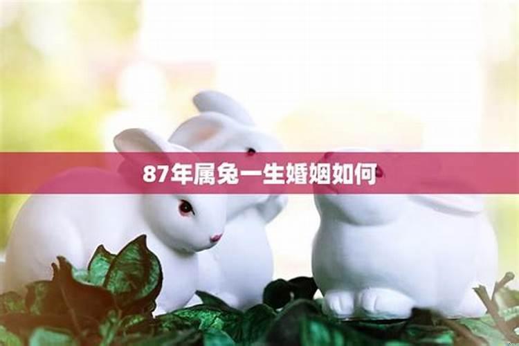 87年属兔的婚姻与命运