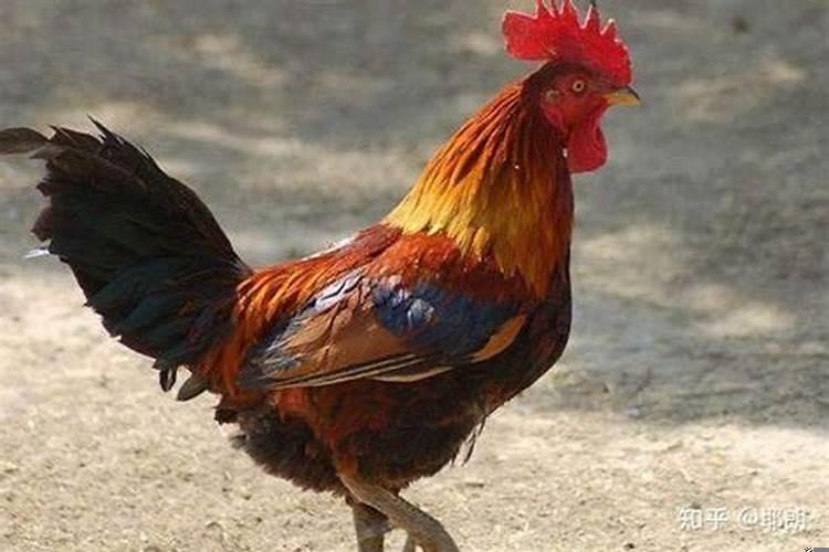 属鸡如何转运