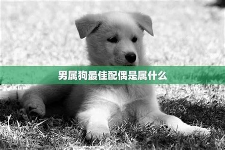 属狗的生肖配对财运