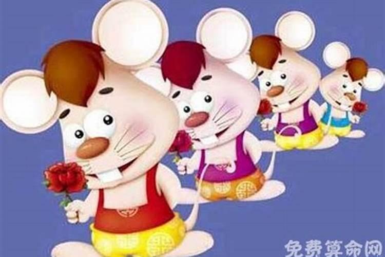 属鼠的男人感情的弱点