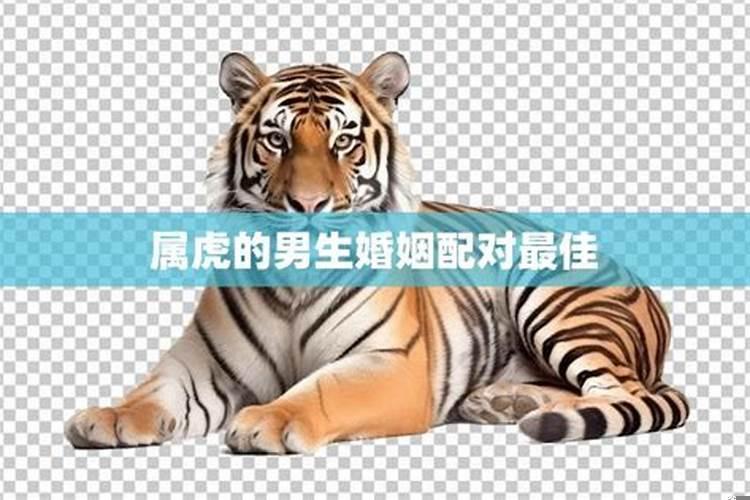 属虎的和啥配最好