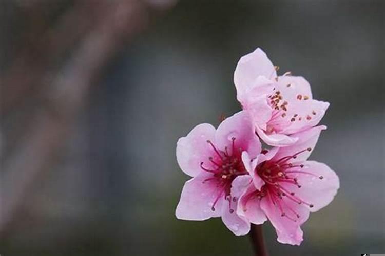 周公桃花是什么意思啊