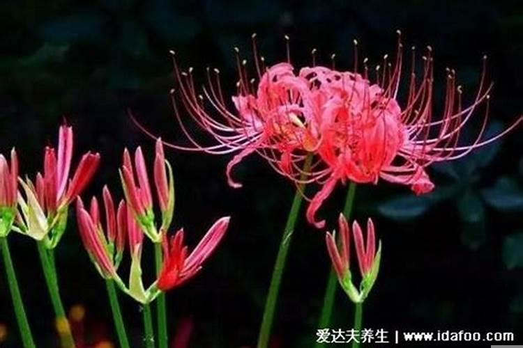 墓地生长的花