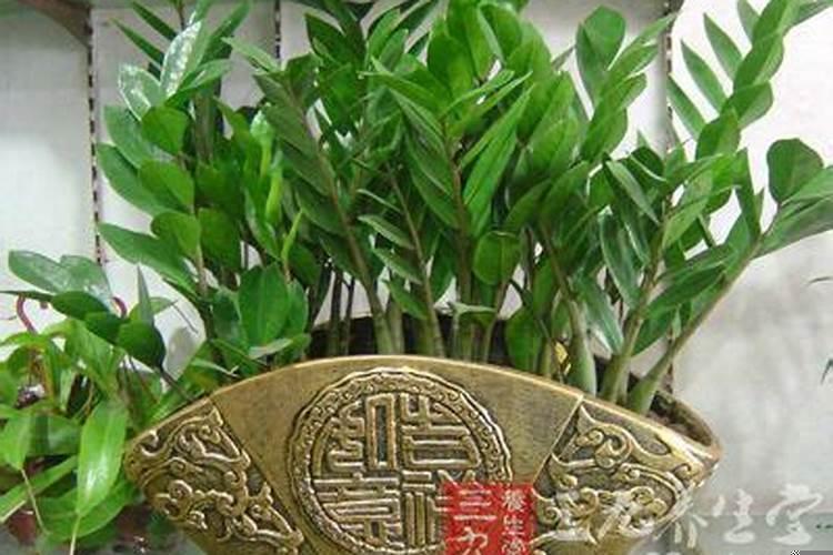 属虎人的吉祥植物是什么
