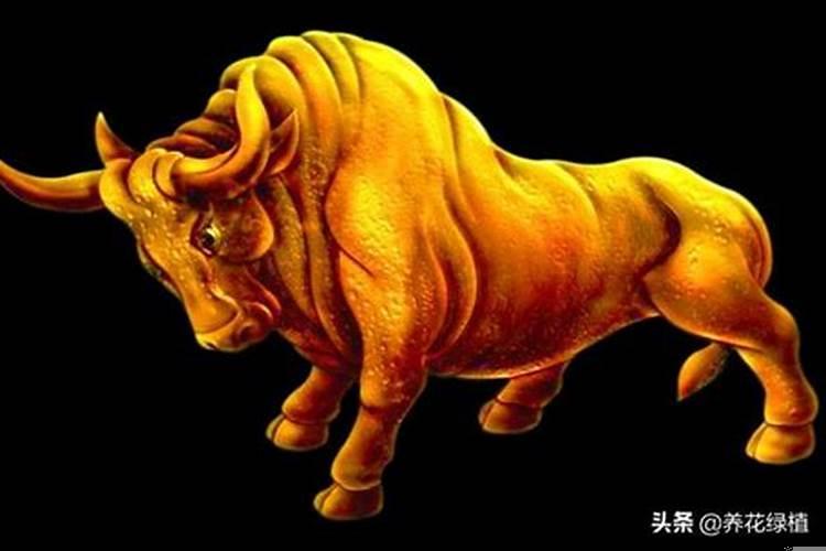 属兔人遇牛年