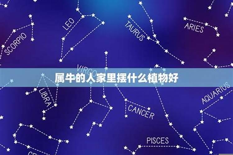 属兔人遇牛年