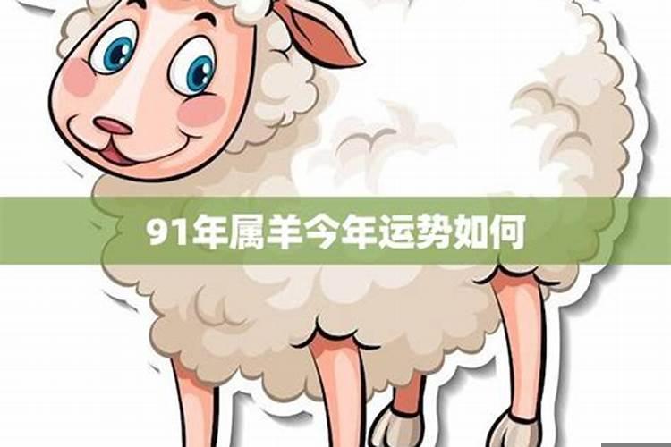 91年的羊今年财运怎么样