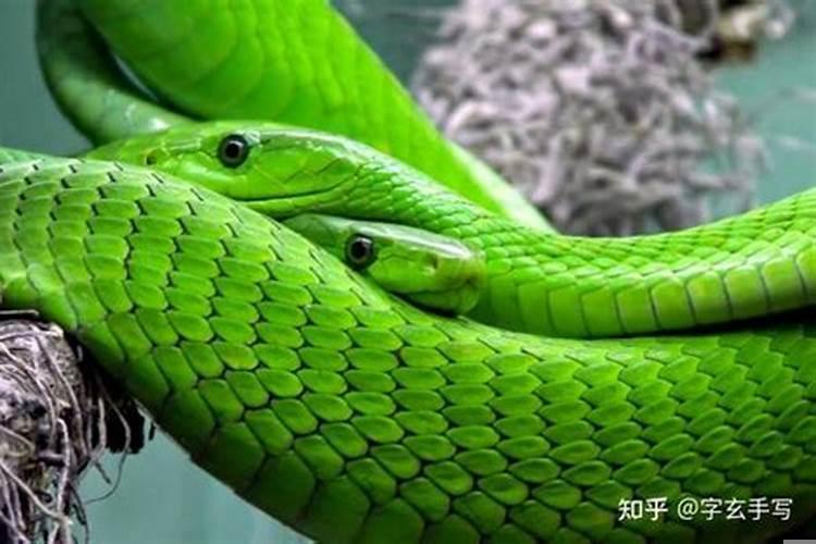 梦见蟒蛇是什么预兆蛇是什么意思啊