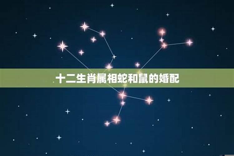 男老鼠和女蛇相配婚姻如何