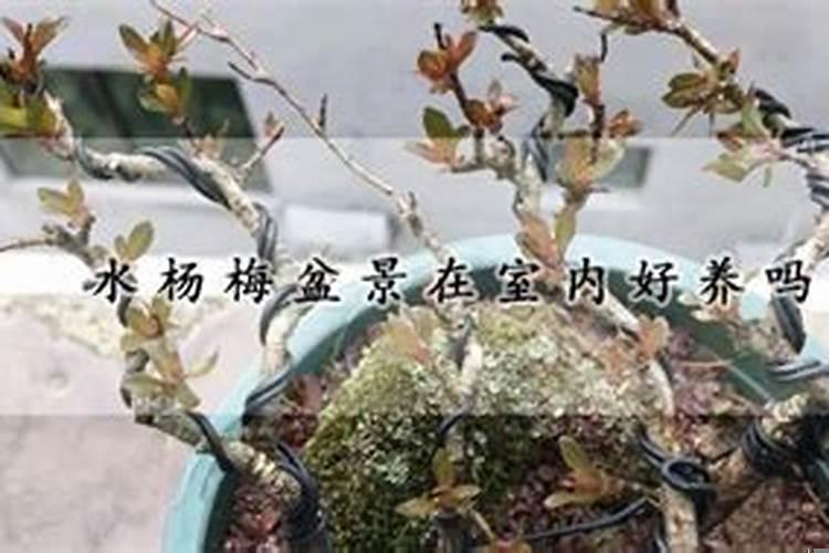 三角梅盆景好养吗