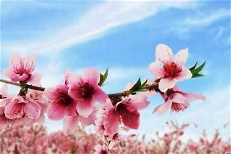 怎样用风水催旺桃花