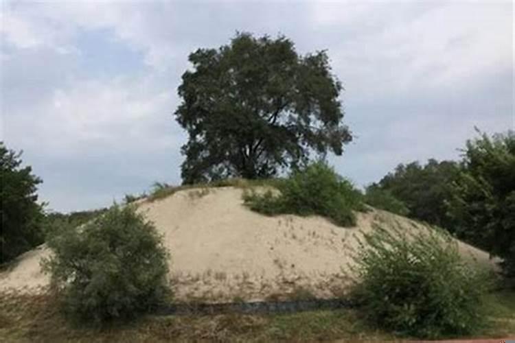 坟上长树好吗