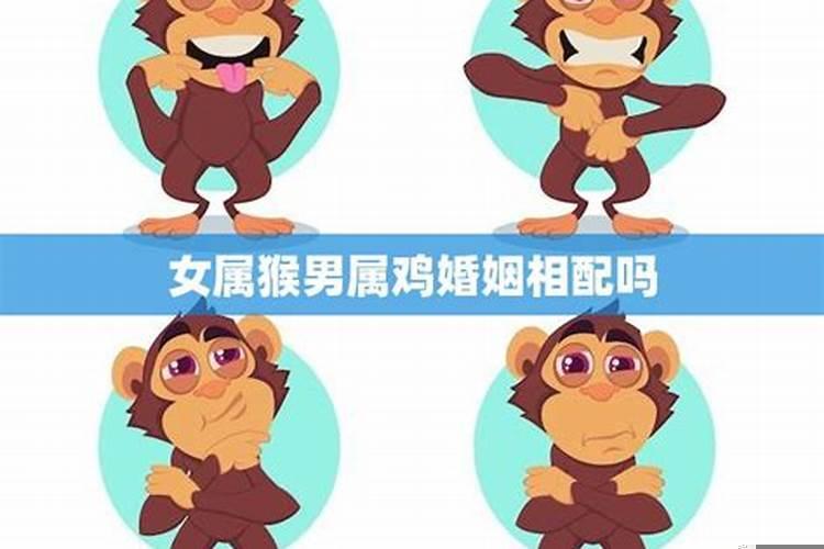 鸡和猴配婚姻好不好