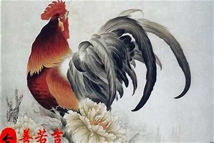 属鸡的今年运势怎么样