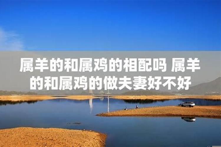 羊和鸡的属相适合做夫妻吗