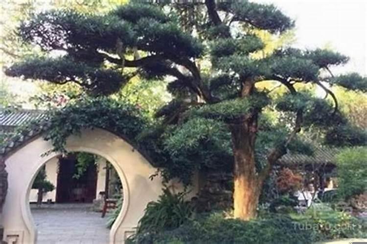 门前种什么树最旺财的