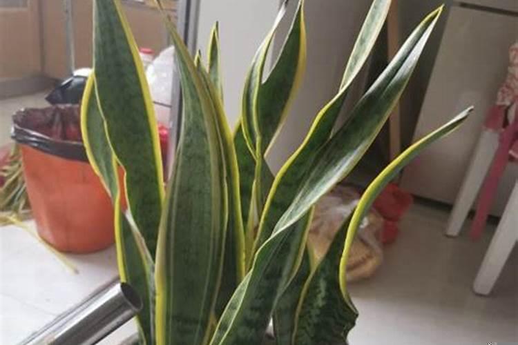 家庭里面种什么花有财运