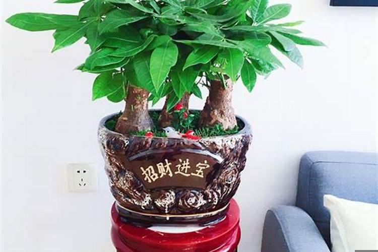 家庭里面种什么花有财运