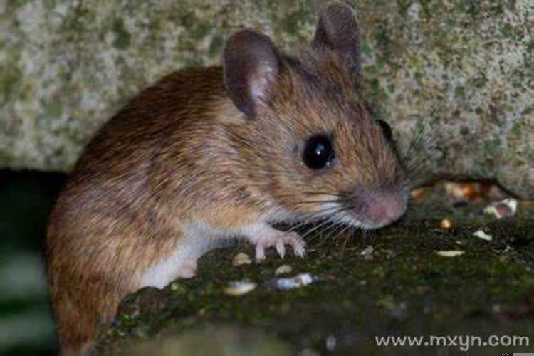 女人梦到被老鼠咬手