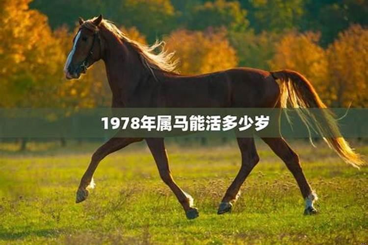 1978年属马女寿命多长