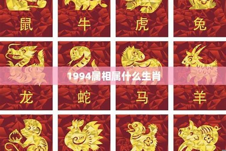 2019是什么生肖年