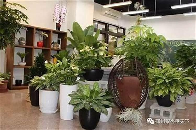 门店里放什么植物招财