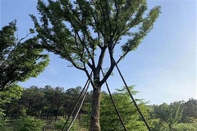 朴树如何种植