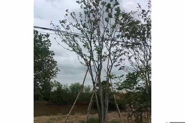 朴树如何种植