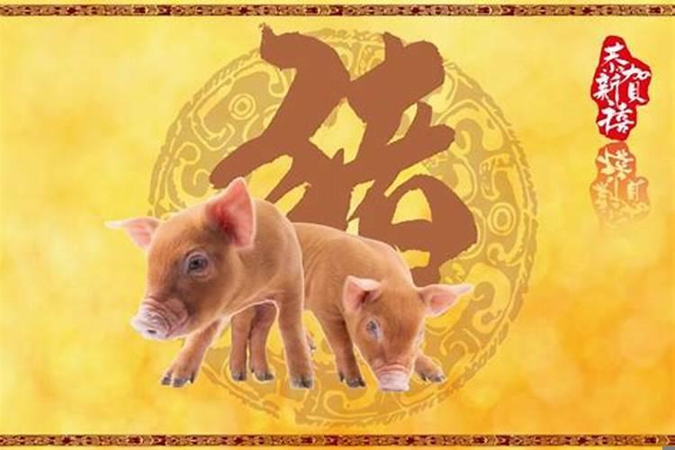 属猪人明天最准的运势