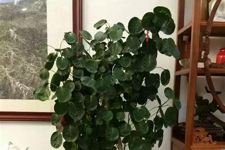 花瓶招财方法