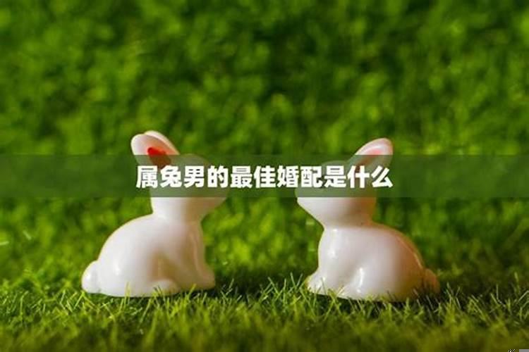 男属兔的婚配最佳是什么