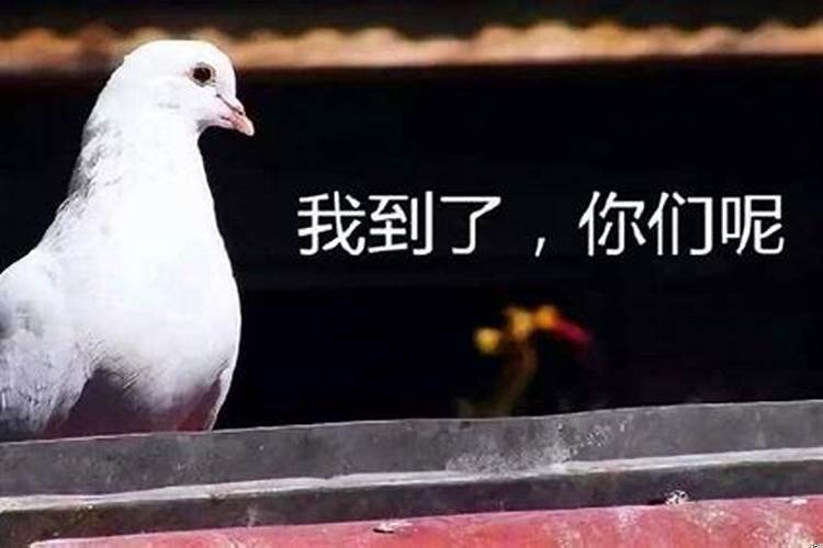 最爱放鸽子的人是什么意思