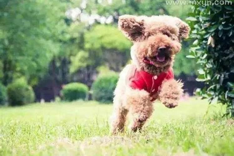 梦见狗咬自己但是没咬到是什么意思