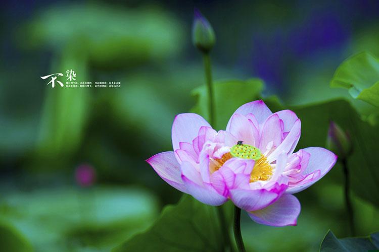 客厅旺财镇宅植物第一名