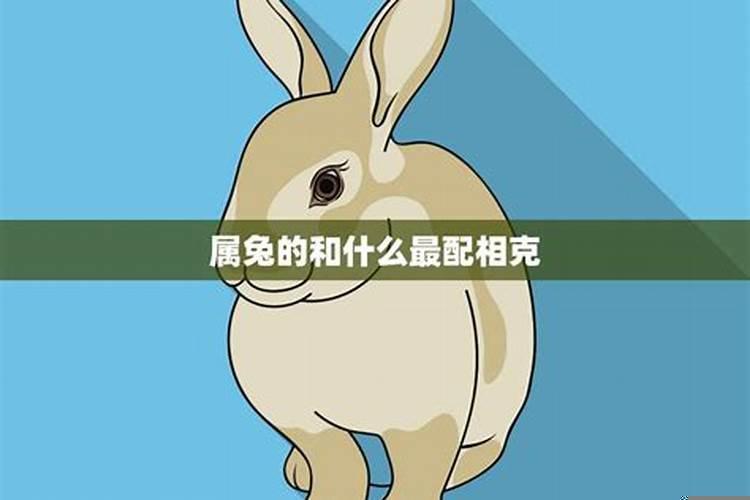 鸡和兔相克怎么化解？属兔家里放什么吉祥物